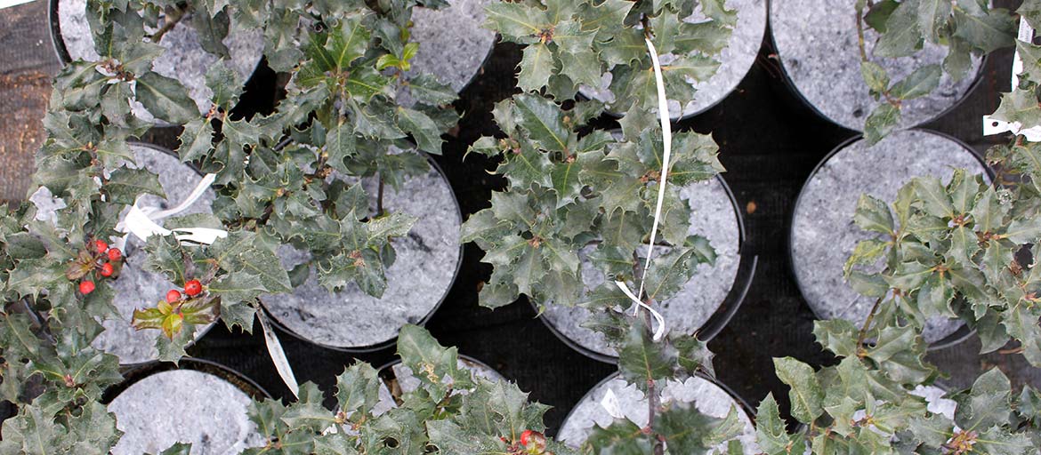 Plant pot discs made of nonwoven fabric – protection against weeds Poland